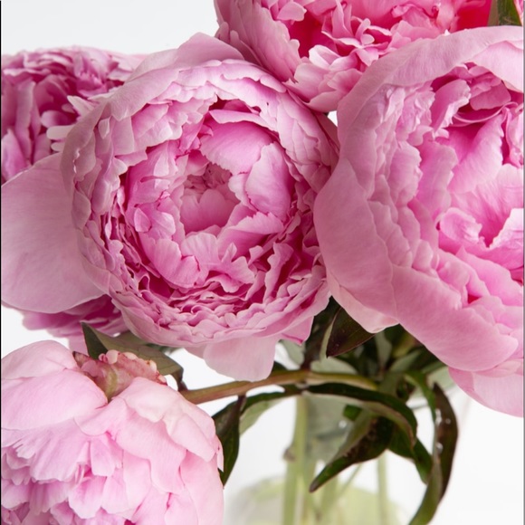 Meet your Posher, Esmeralda - Picture 1 of 1